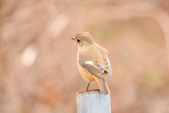 Daurian Redstart オオタカの森 Sun, 1/17/2021