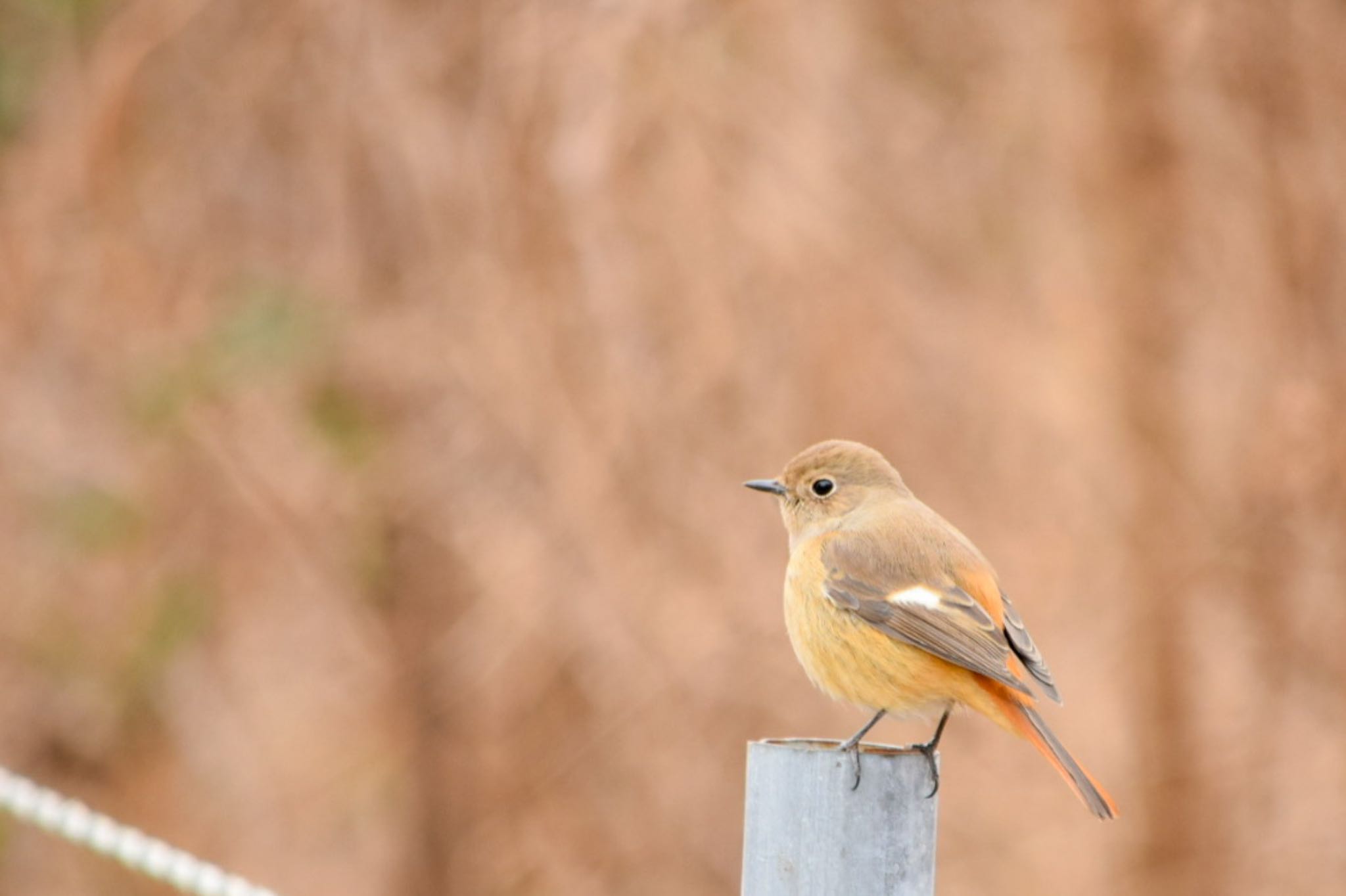 Photo of Daurian Redstart at オオタカの森 by naturedrop