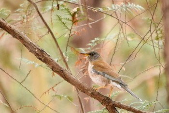 Pale Thrush オオタカの森 Sun, 1/17/2021