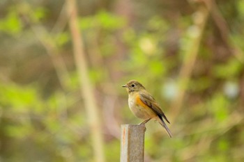 Red-flanked Bluetail オオタカの森 Sun, 1/17/2021