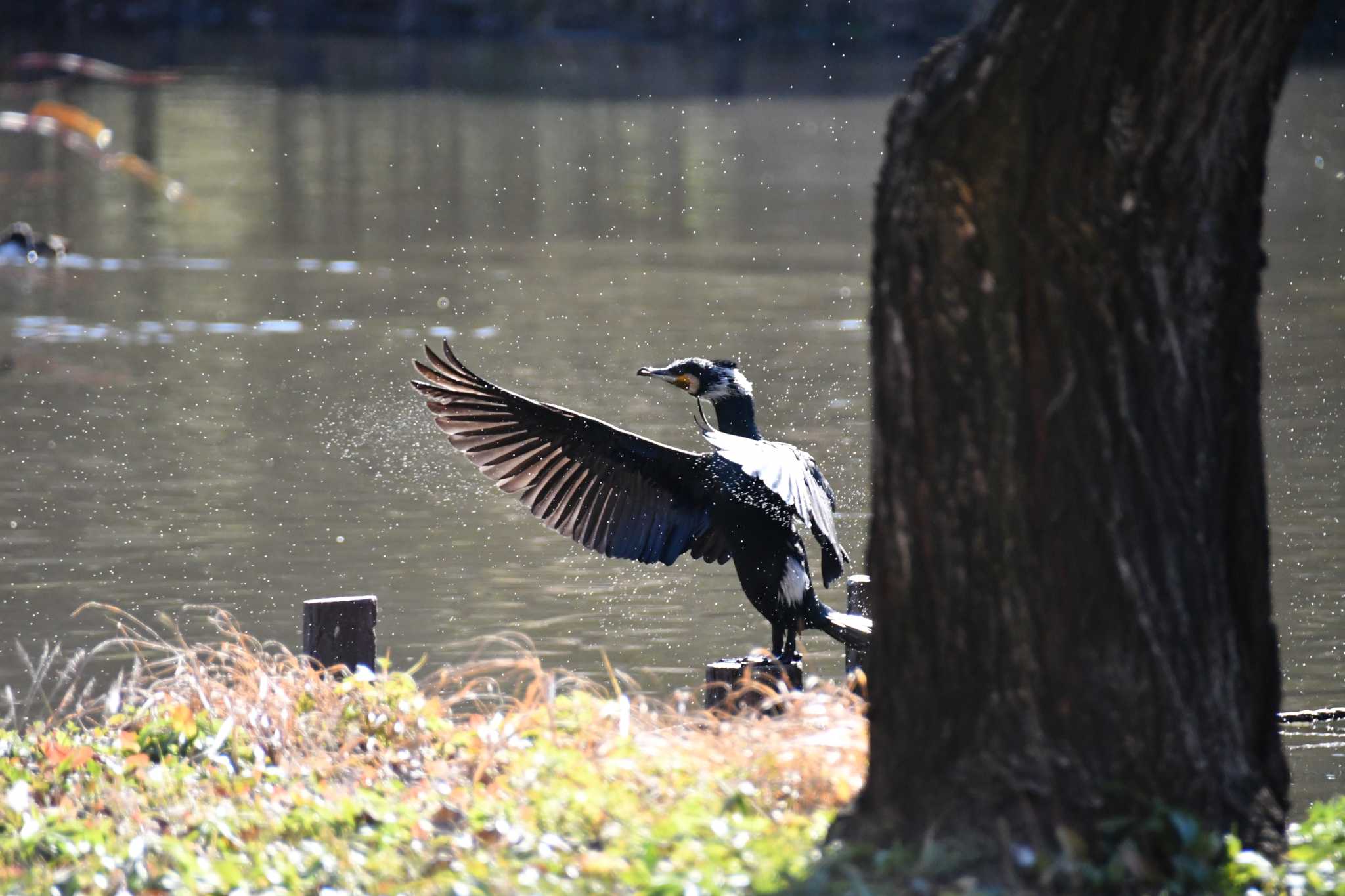 カワウ