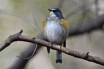 Red-flanked Bluetail 日岡山公園 Sun, 1/17/2021