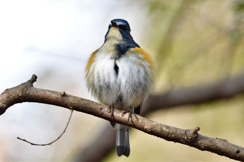 Red-flanked Bluetail 日岡山公園 Sun, 1/17/2021