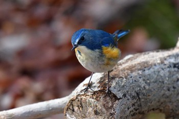 Red-flanked Bluetail 日岡山公園 Sun, 1/17/2021