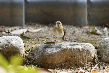 Red-flanked Bluetail 日岡山公園 Sun, 1/17/2021