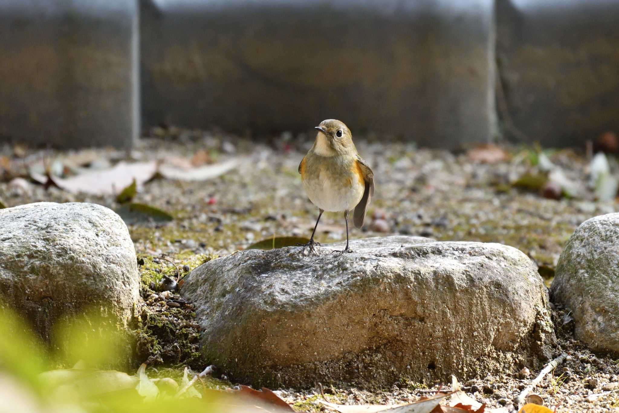 日岡山公園 ルリビタキの写真 by T2000