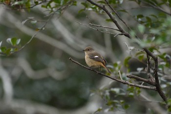 Daurian Redstart 日岡山公園 Sun, 1/17/2021