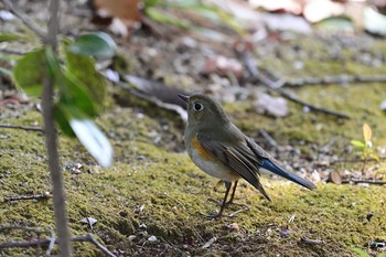 Red-flanked Bluetail 日岡山公園 Sun, 1/17/2021