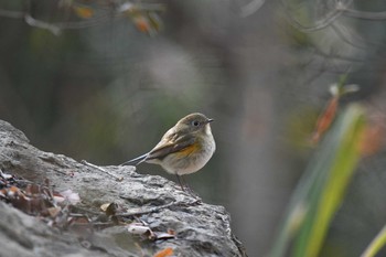 Red-flanked Bluetail 日岡山公園 Sun, 1/17/2021