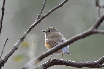 Red-flanked Bluetail 日岡山公園 Sun, 1/17/2021