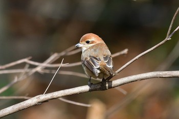 Bull-headed Shrike 日岡山公園 Sun, 1/17/2021