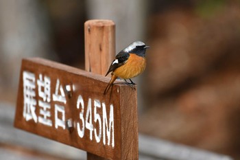 Daurian Redstart 日岡山公園 Sun, 1/17/2021