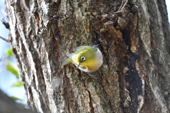 Warbling White-eye 日岡山公園 Sun, 1/17/2021