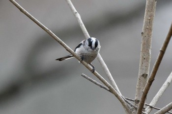 Long-tailed Tit 日岡山公園 Sun, 1/17/2021