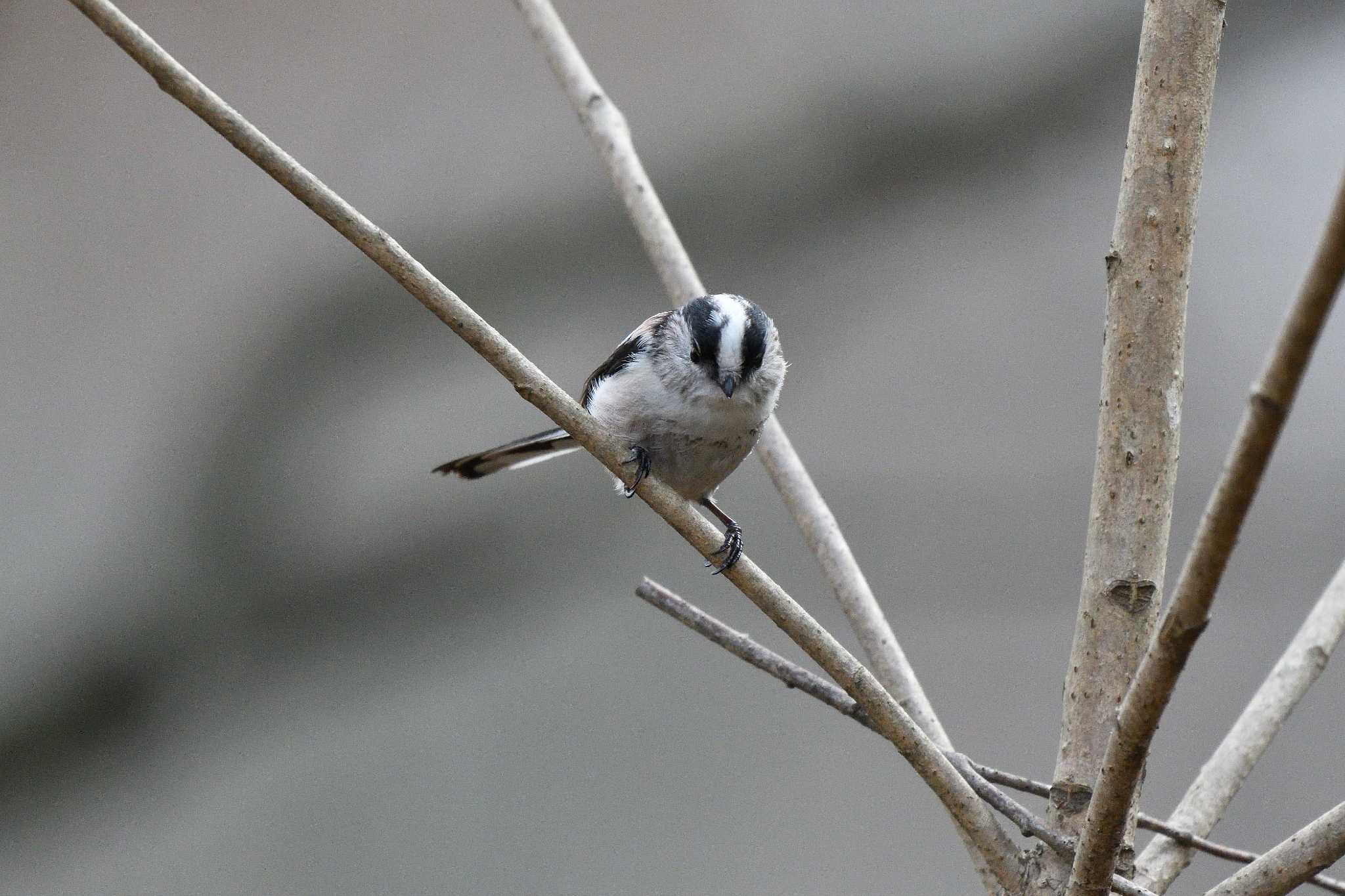 Photo of Long-tailed Tit at 日岡山公園 by T2000