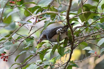 Brown-eared Bulbul 日岡山公園 Sun, 1/17/2021