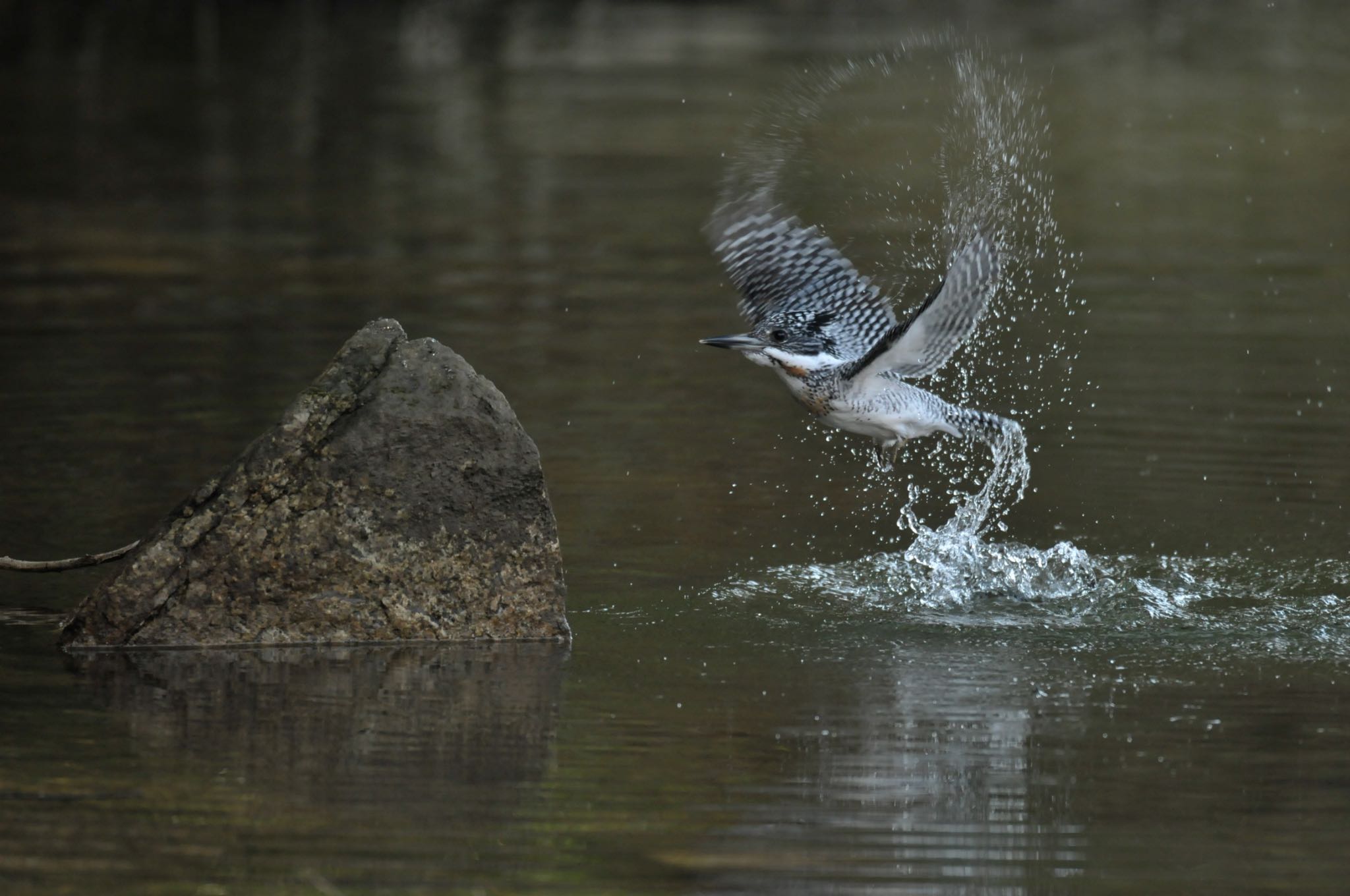 Photo of Crested Kingfisher at 