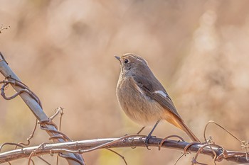 ジョウビタキ 行徳野鳥保護区 2020年1月5日(日)