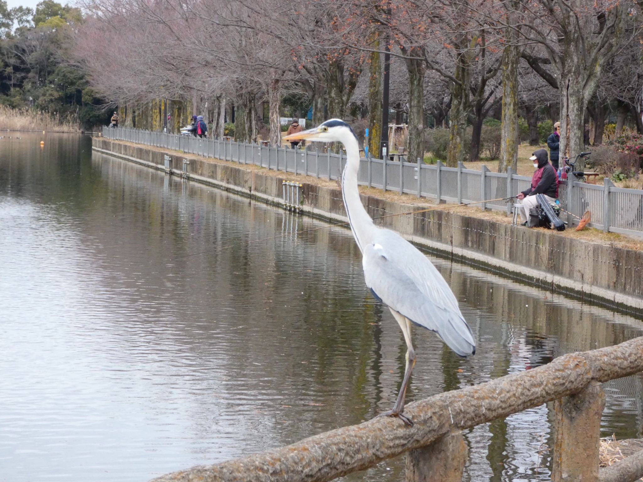 アオサギ