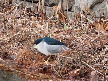 ゴイサギ 都立浮間公園 2021年1月17日(日)