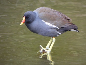 Common Moorhen Ukima Park Sun, 1/17/2021