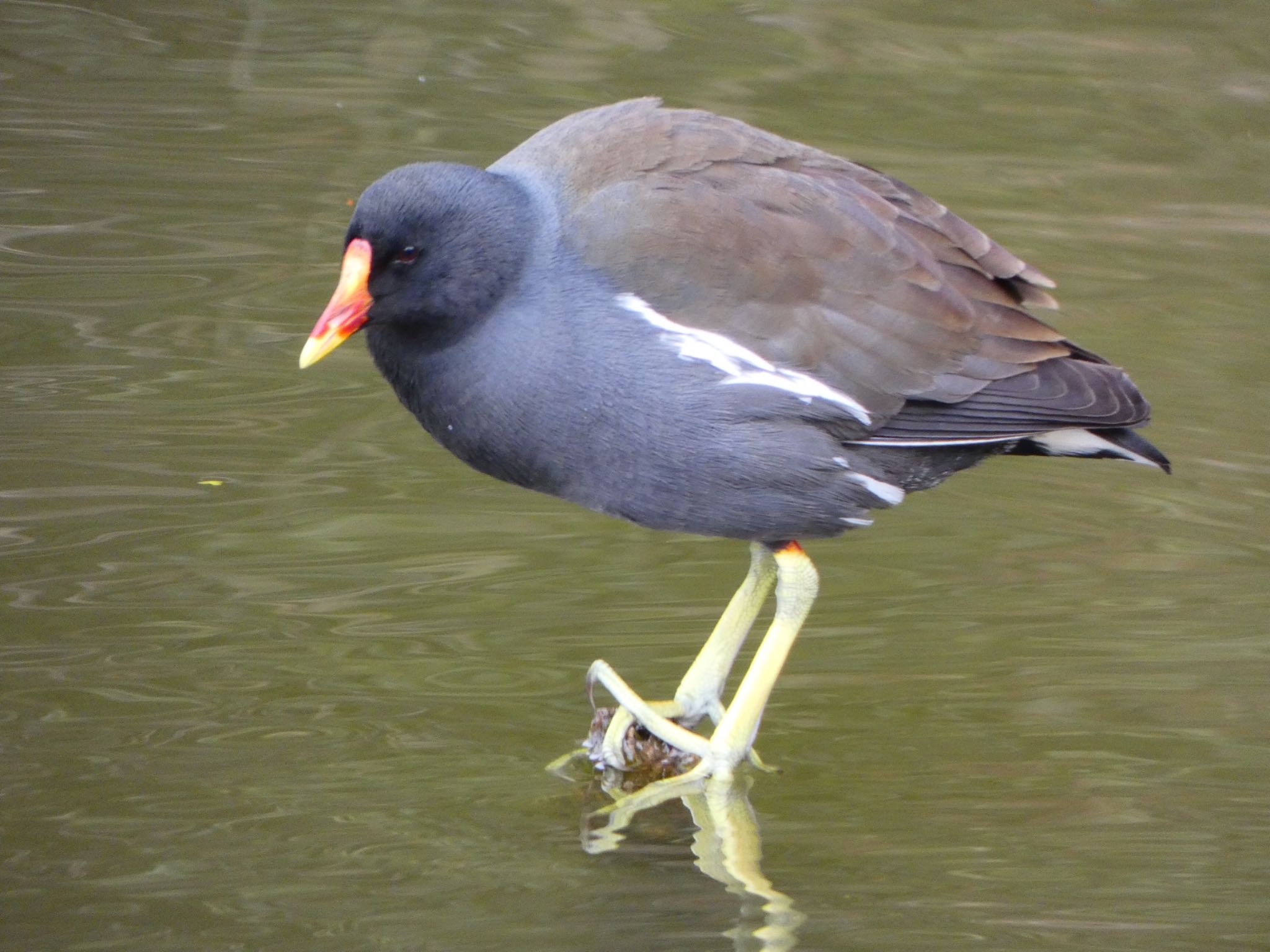 Photo of Common Moorhen at Ukima Park by shu118