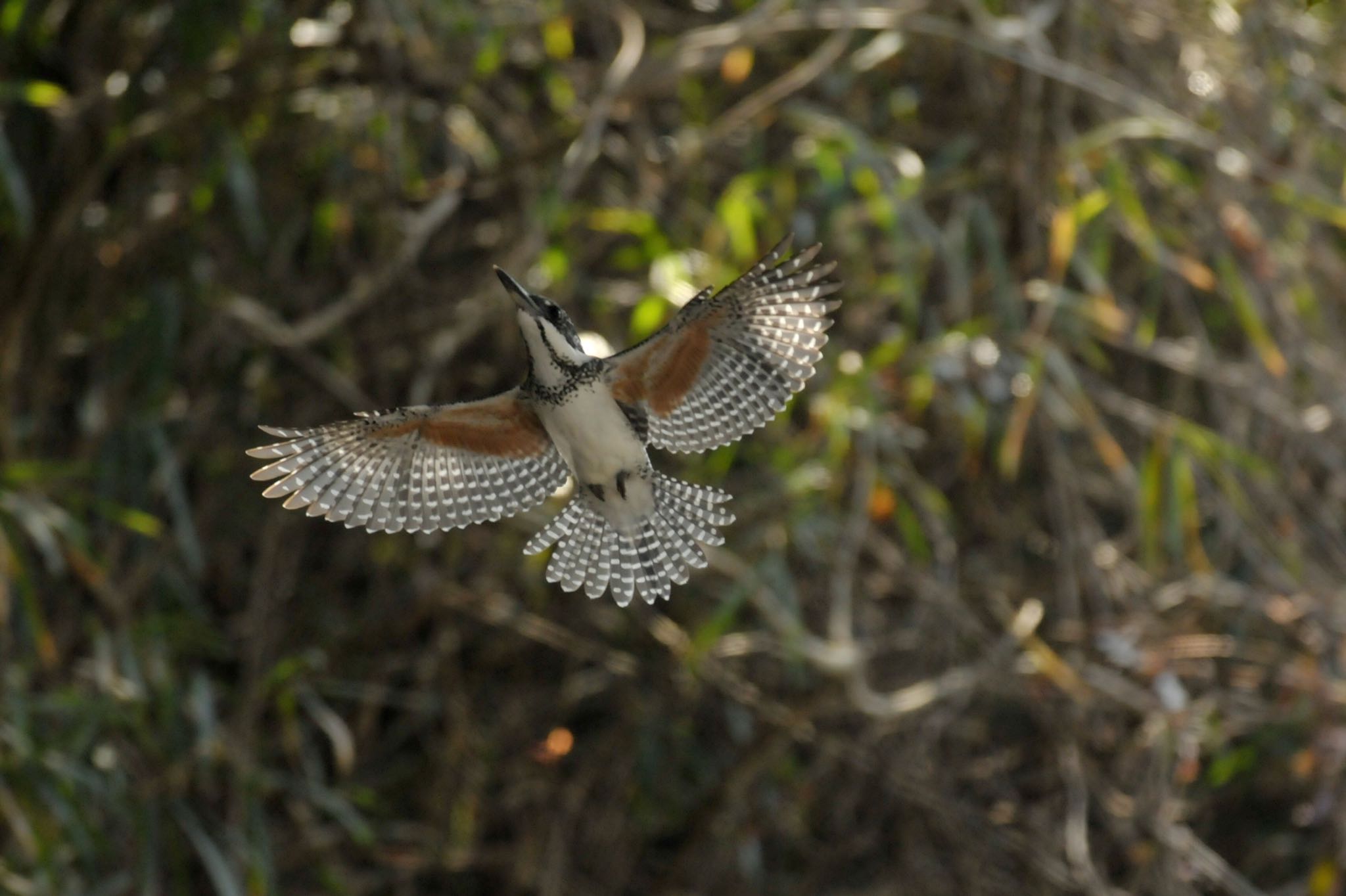 Photo of Crested Kingfisher at 