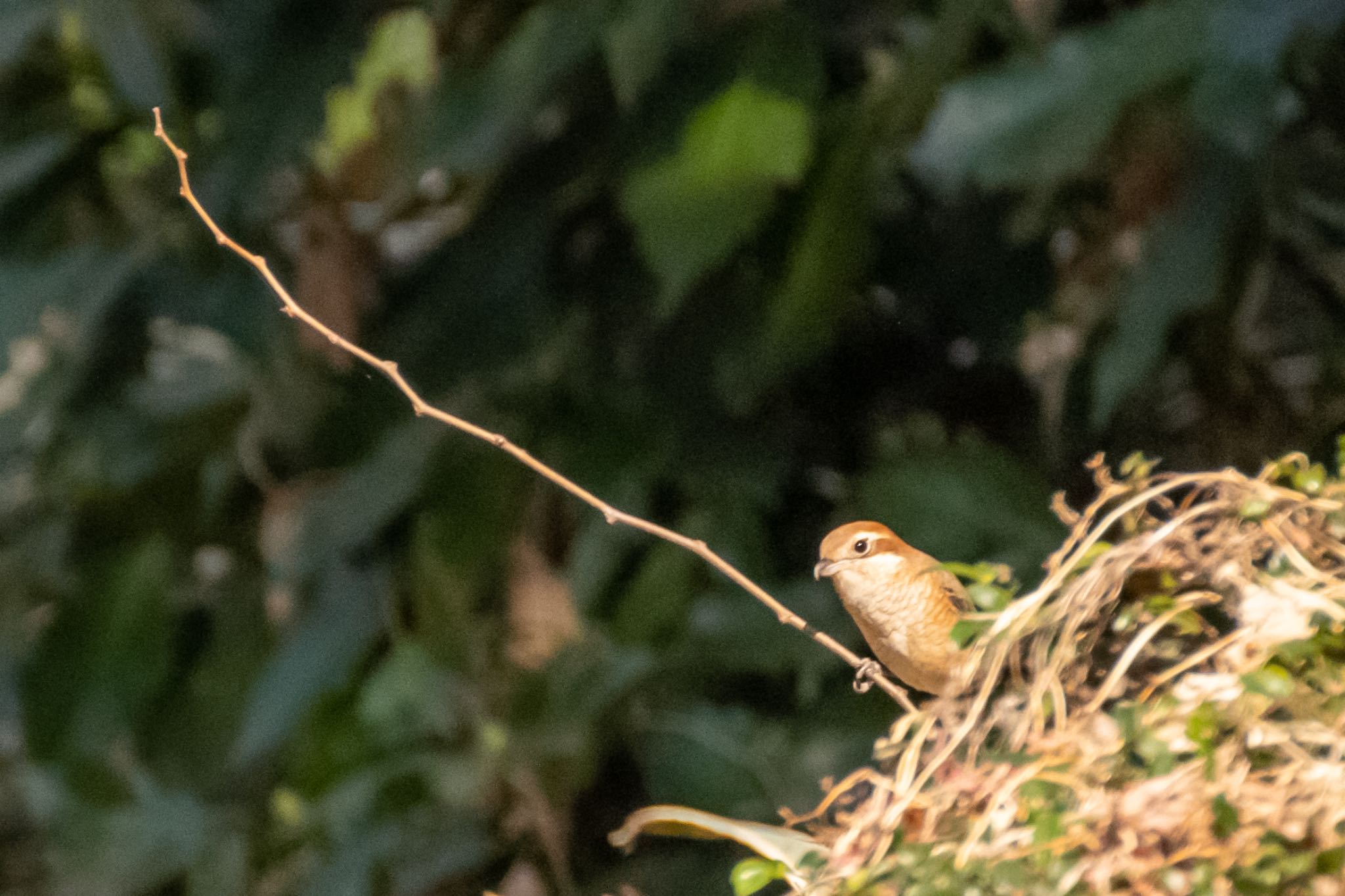 明治神宮 モズの写真 by Marco Birds