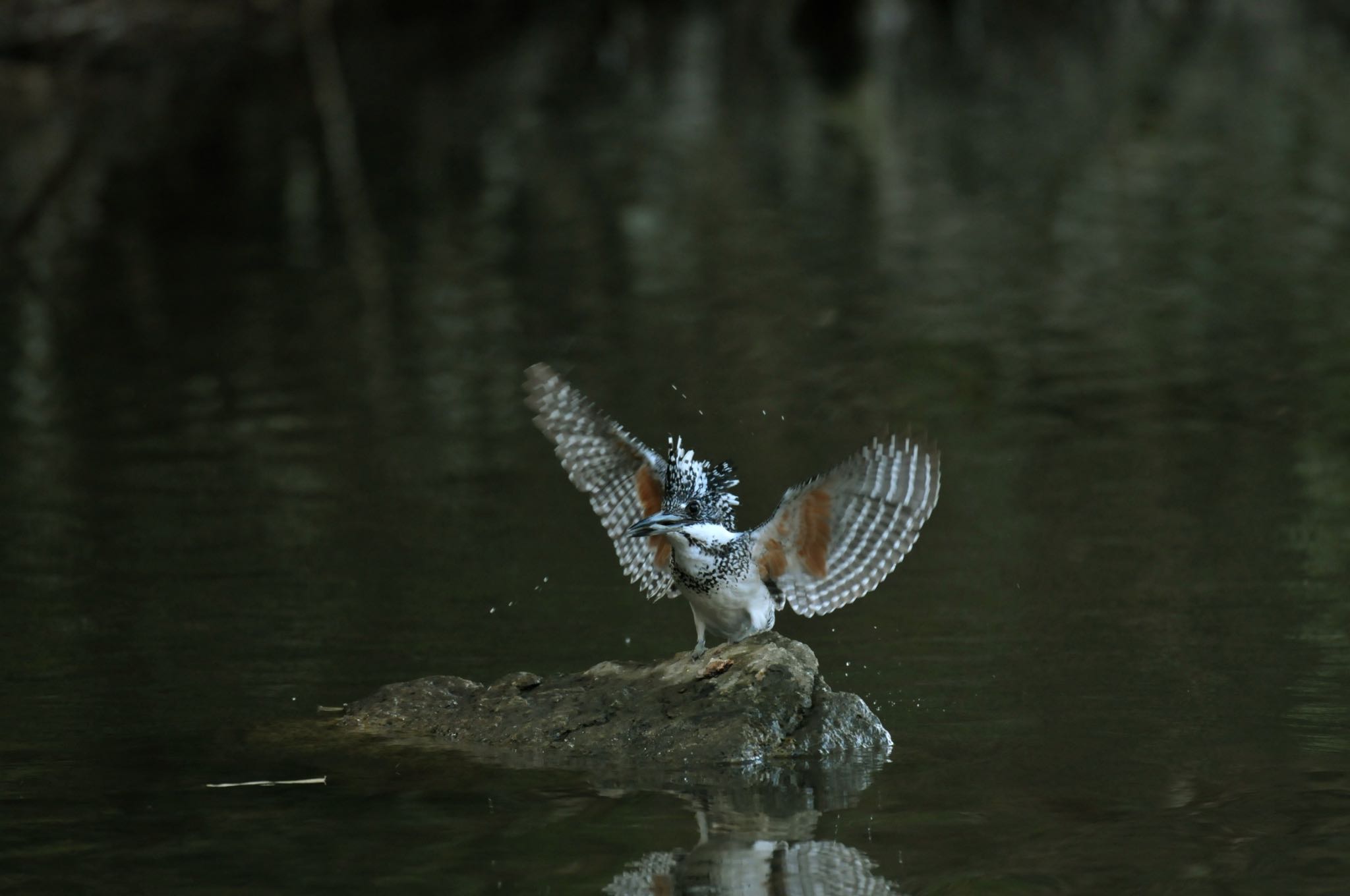 Photo of Crested Kingfisher at 