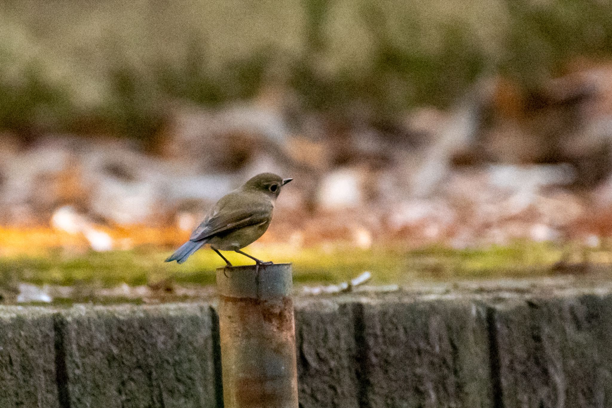 明治神宮 ルリビタキの写真 by Marco Birds