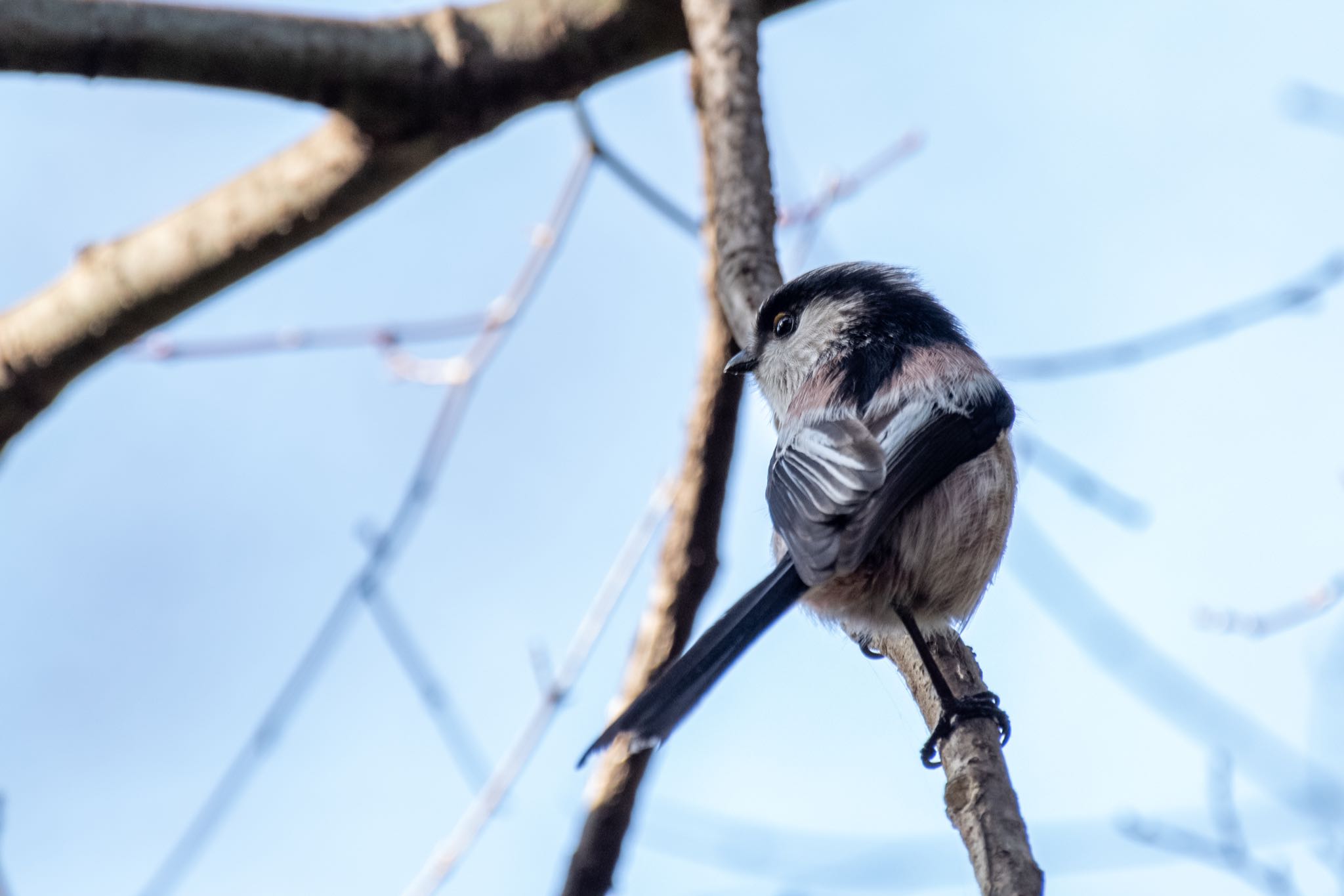 明治神宮 エナガの写真 by Marco Birds