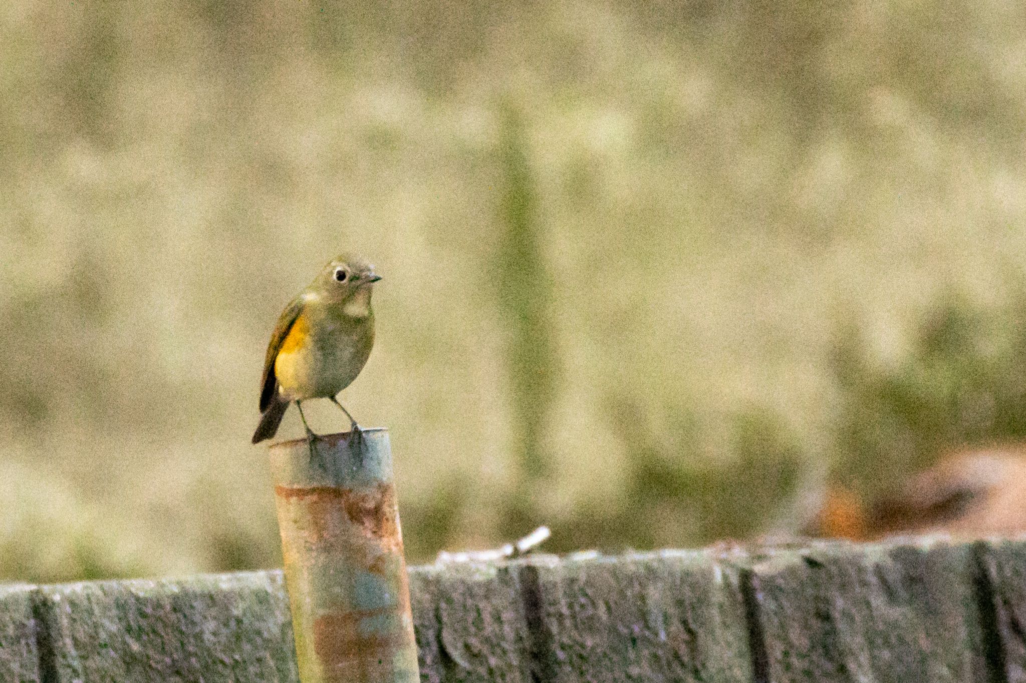 明治神宮 ルリビタキの写真 by Marco Birds