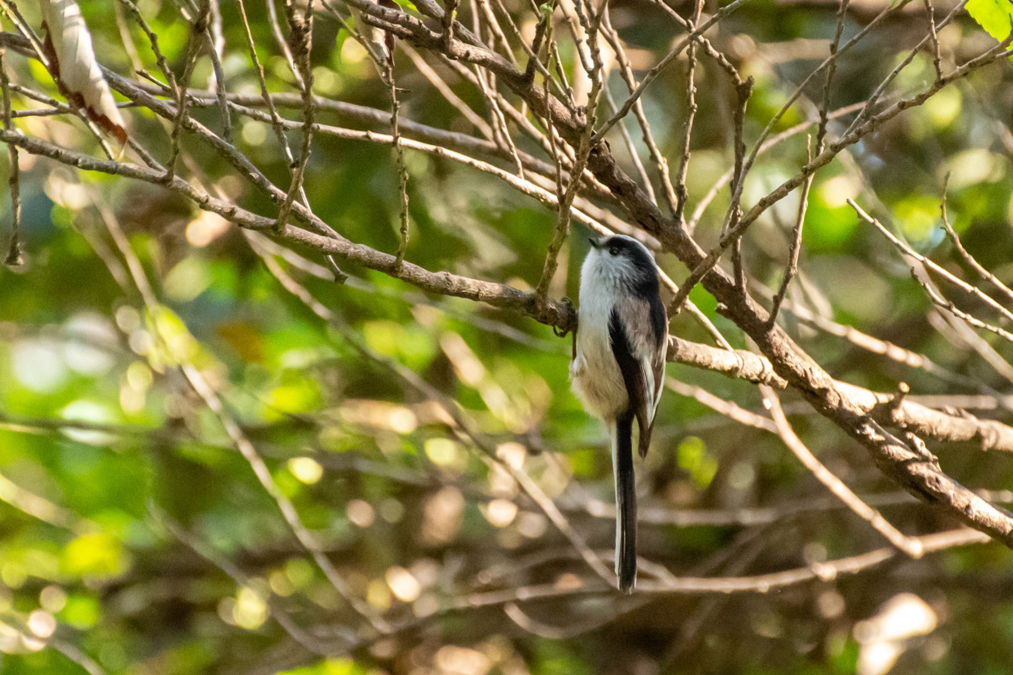 明治神宮 エナガの写真 by Marco Birds