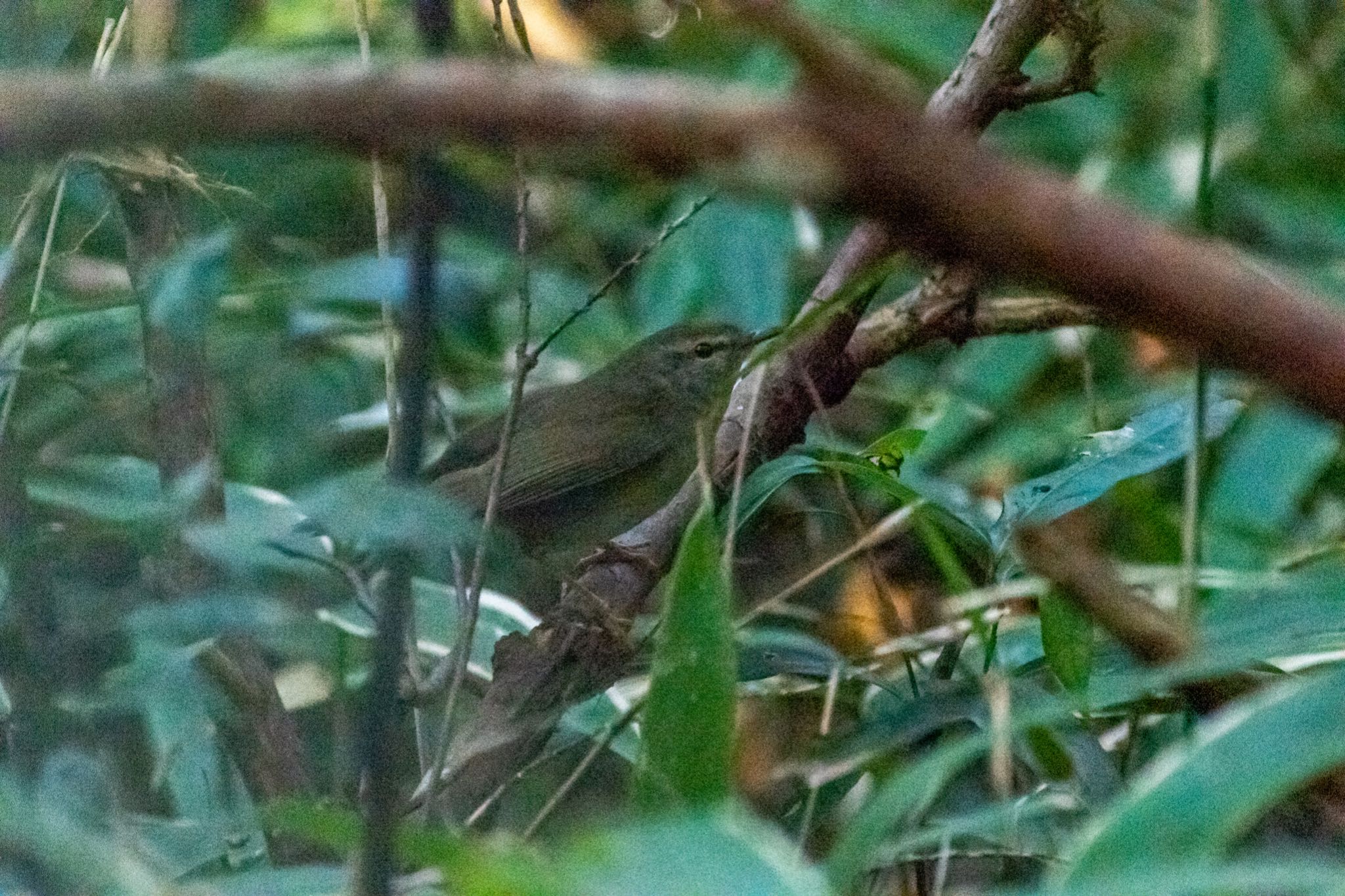 明治神宮 ウグイスの写真 by Marco Birds