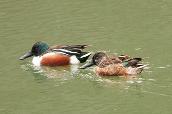 2021年1月15日(金) 三ツ池公園(横浜市鶴見区)の野鳥観察記録