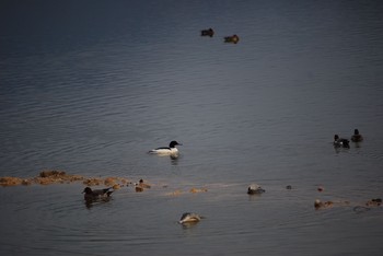 カワアイサ 紀の川市 2021年1月16日(土)