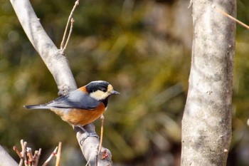 Varied Tit Saitama Prefecture Forest Park Sun, 1/12/2020