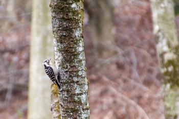 Japanese Pygmy Woodpecker Saitama Prefecture Forest Park Sun, 1/12/2020