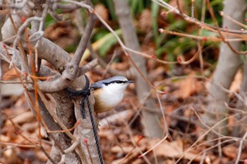 Eurasian Nuthatch Saitama Prefecture Forest Park Sun, 1/12/2020