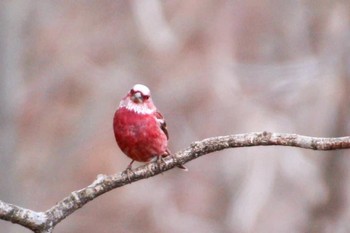 Pallas's Rosefinch Saitama Prefecture Forest Park Sun, 1/12/2020