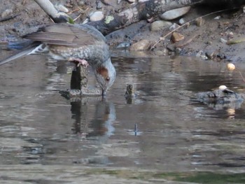 Brown-eared Bulbul 岡山旭川 Sun, 1/17/2021