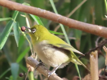 Warbling White-eye 岡山旭川 Sun, 1/17/2021