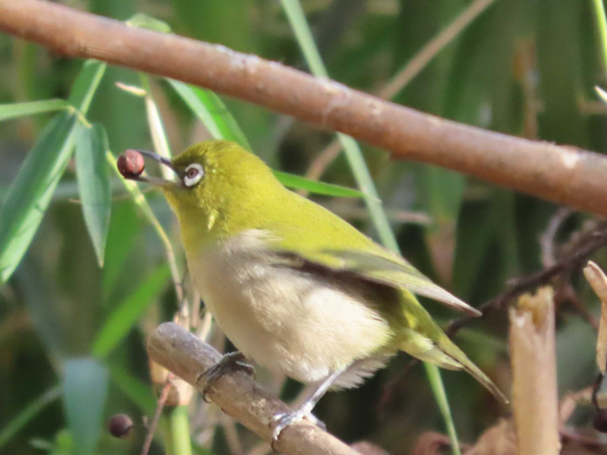 Photo of Warbling White-eye at 岡山旭川 by タケ