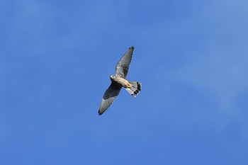 Sun, 1/17/2021 Birding report at 揖保川（王子橋南側付近）