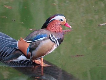 2021年1月17日(日) 薬師池公園の野鳥観察記録