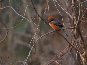2021年1月17日(日) 秋ヶ瀬公園付近の野鳥観察記録