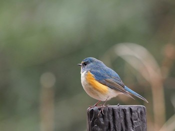 2021年1月17日(日) こども自然公園 (大池公園/横浜市)の野鳥観察記録