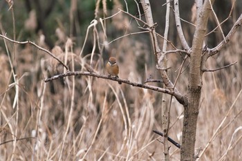 Sun, 1/17/2021 Birding report at Kitamoto Nature Observation Park