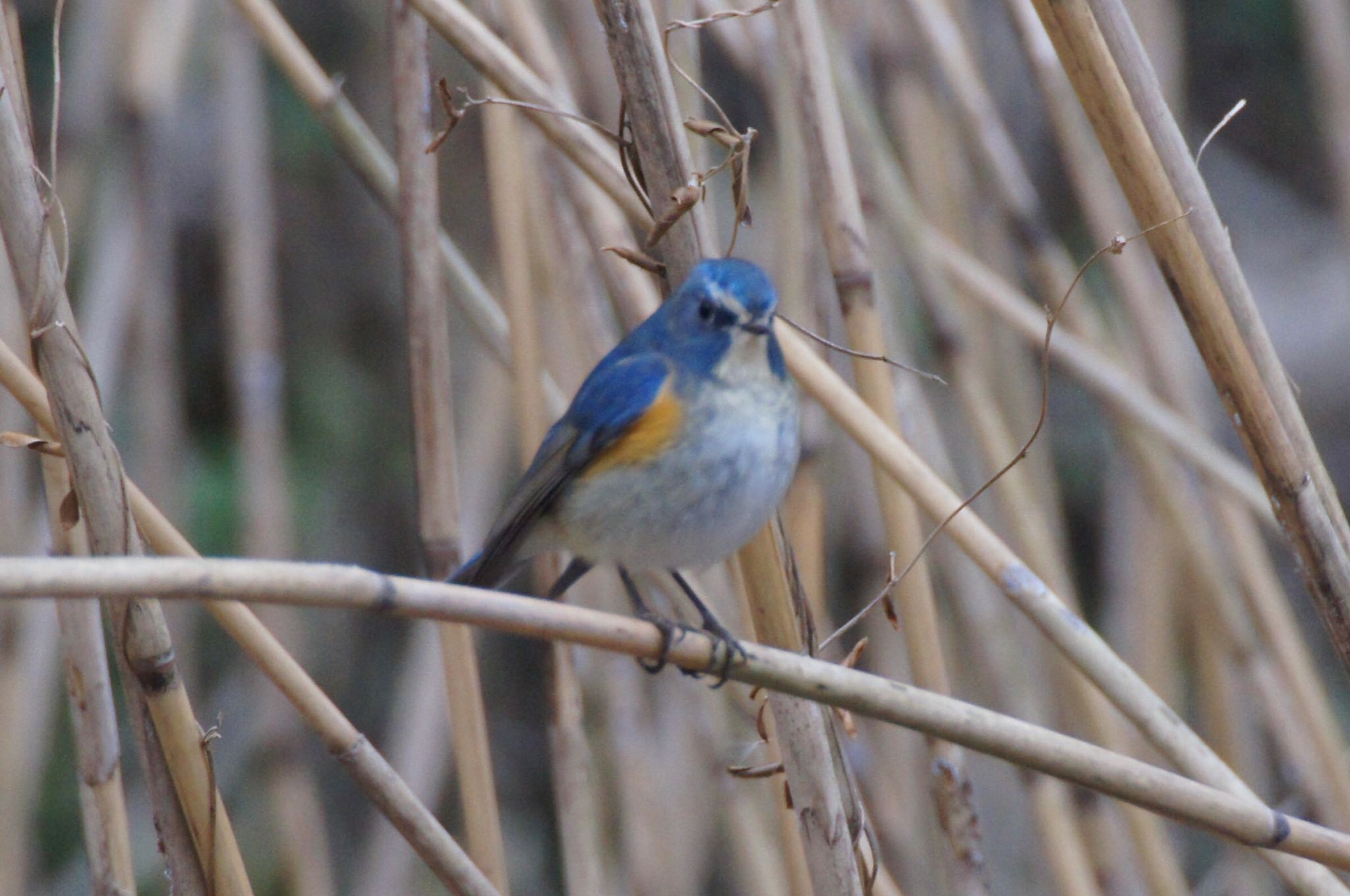 Photo of Red-flanked Bluetail at 川崎市 by まさ