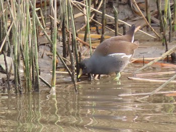 2021年1月17日(日) 六郷橋緑地の野鳥観察記録